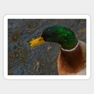 Mallard Drake Sticker